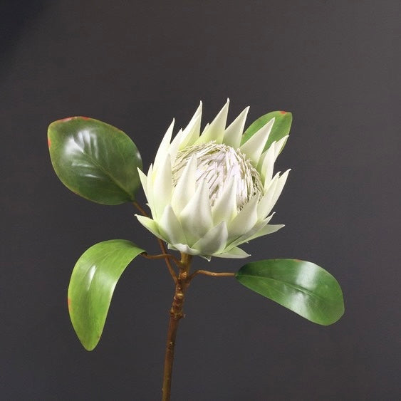 King protea