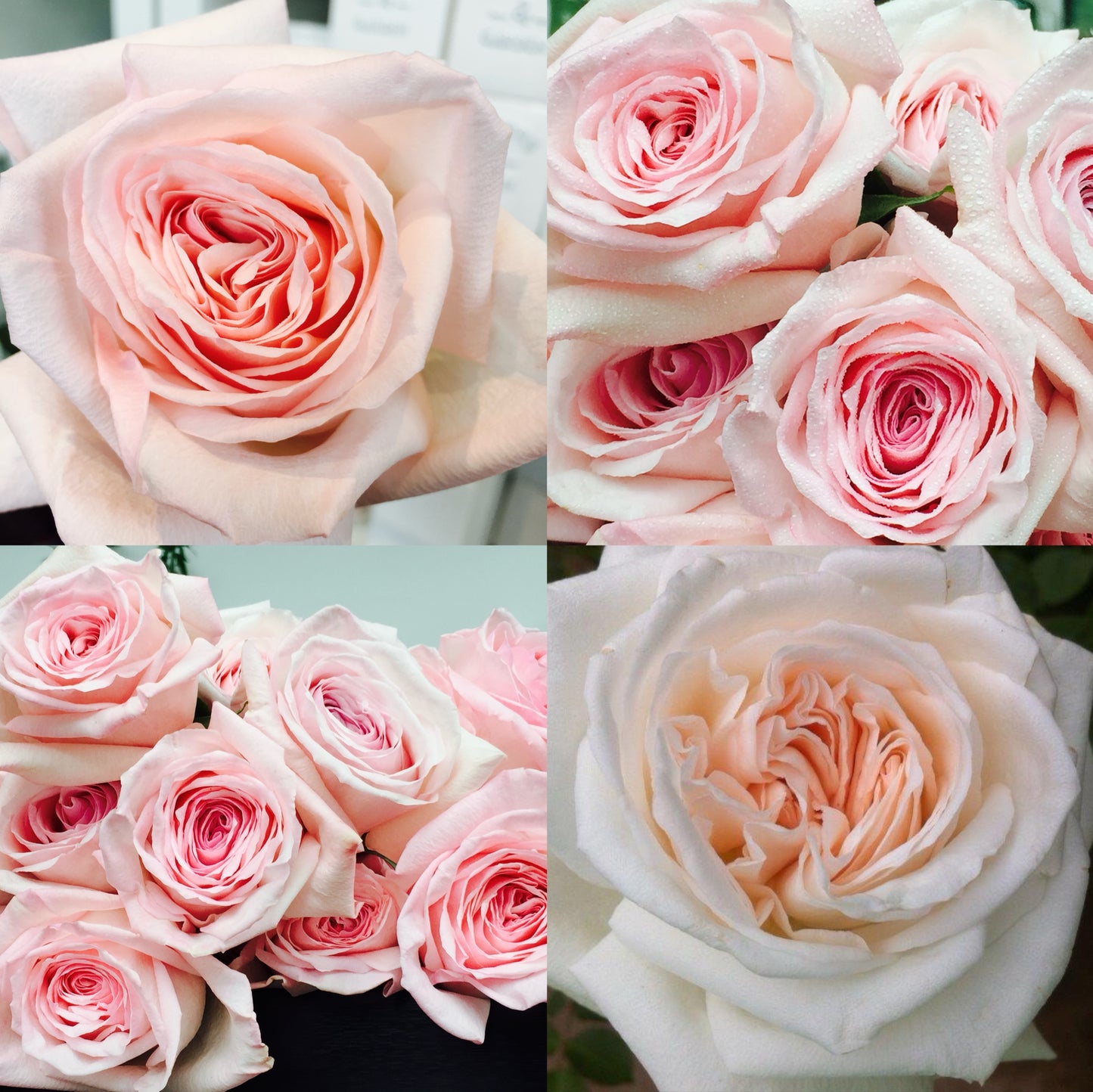 Pink/white Ohara