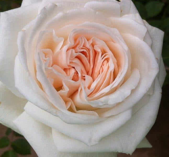 Pink/white Ohara