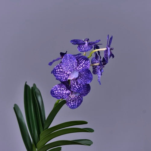 Single stem Vanda orchid plants