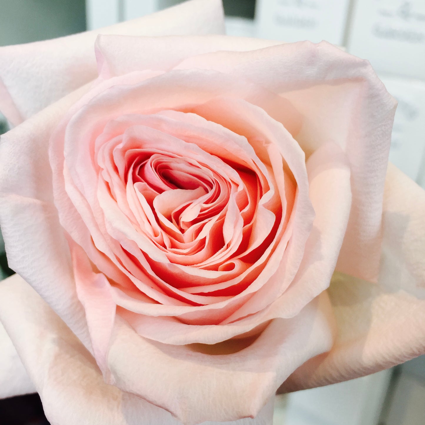 Pink/white Ohara