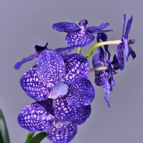Single stem Vanda orchid plants