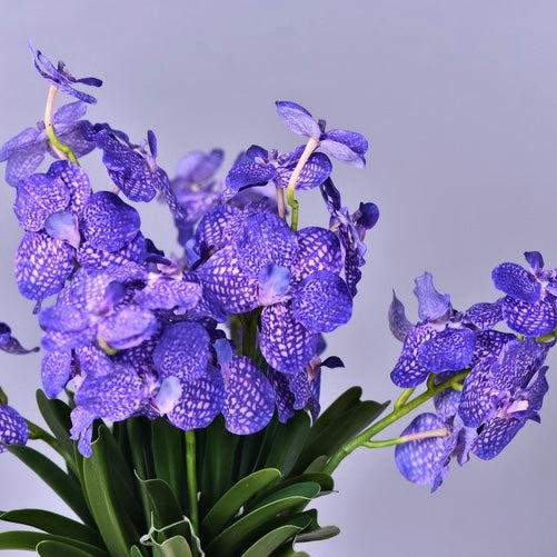 Single stem Vanda orchid plants