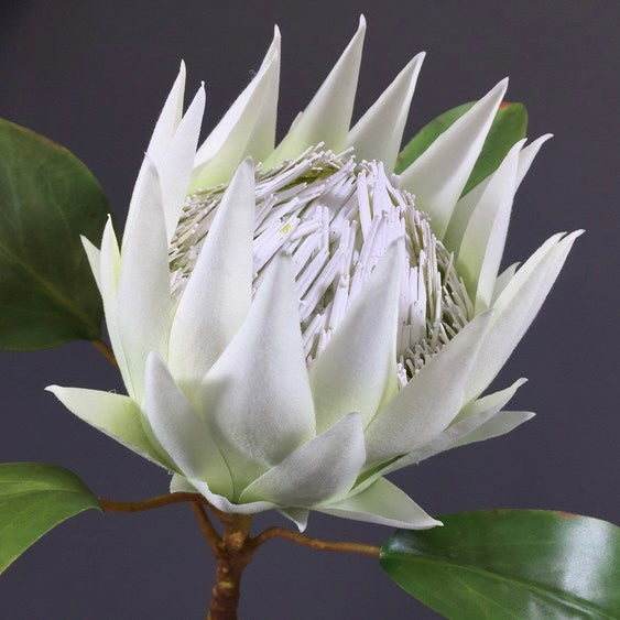 King protea
