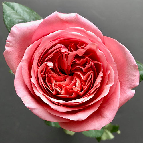 Pink Xpression
